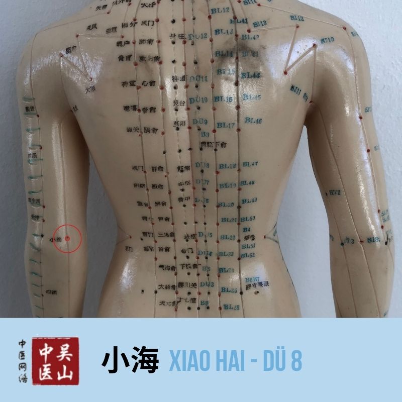 Xiao Hai - Dünndarm 8
